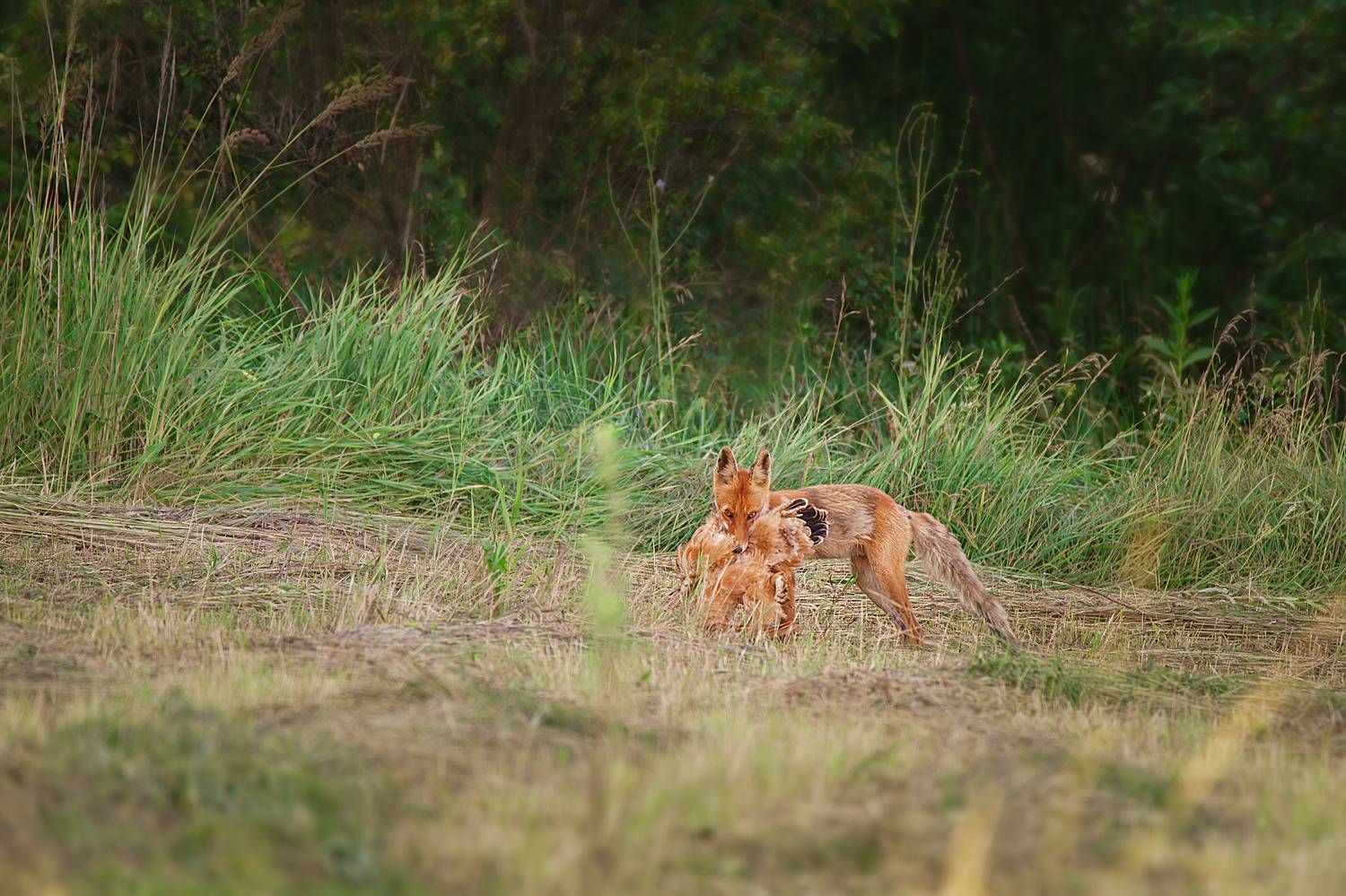 , Корнеев Алексей