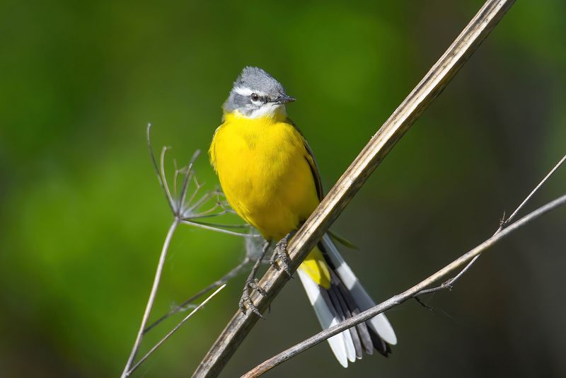 Желтая трясогузка главная летняя птичка фото превью