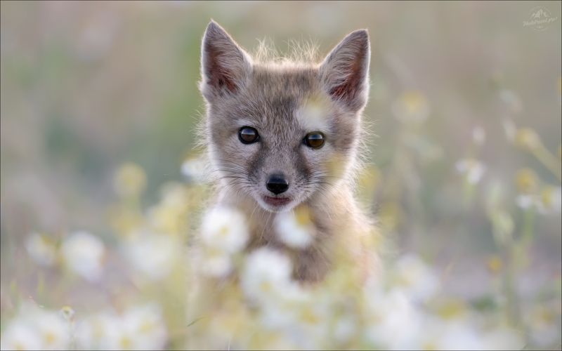 корсак, лиса, степная лиса, взрослый корсак, маныч,заповедник черные земли, корсачок, фото корсака, молодой корсак, степная лисица, vulpes corsac, калмыкия, черные земли,  корсачонок, корсачата, калмыцкий корсак, корсаки, vulpes corsac kalmykorum, Милашка в ромашках фото превью