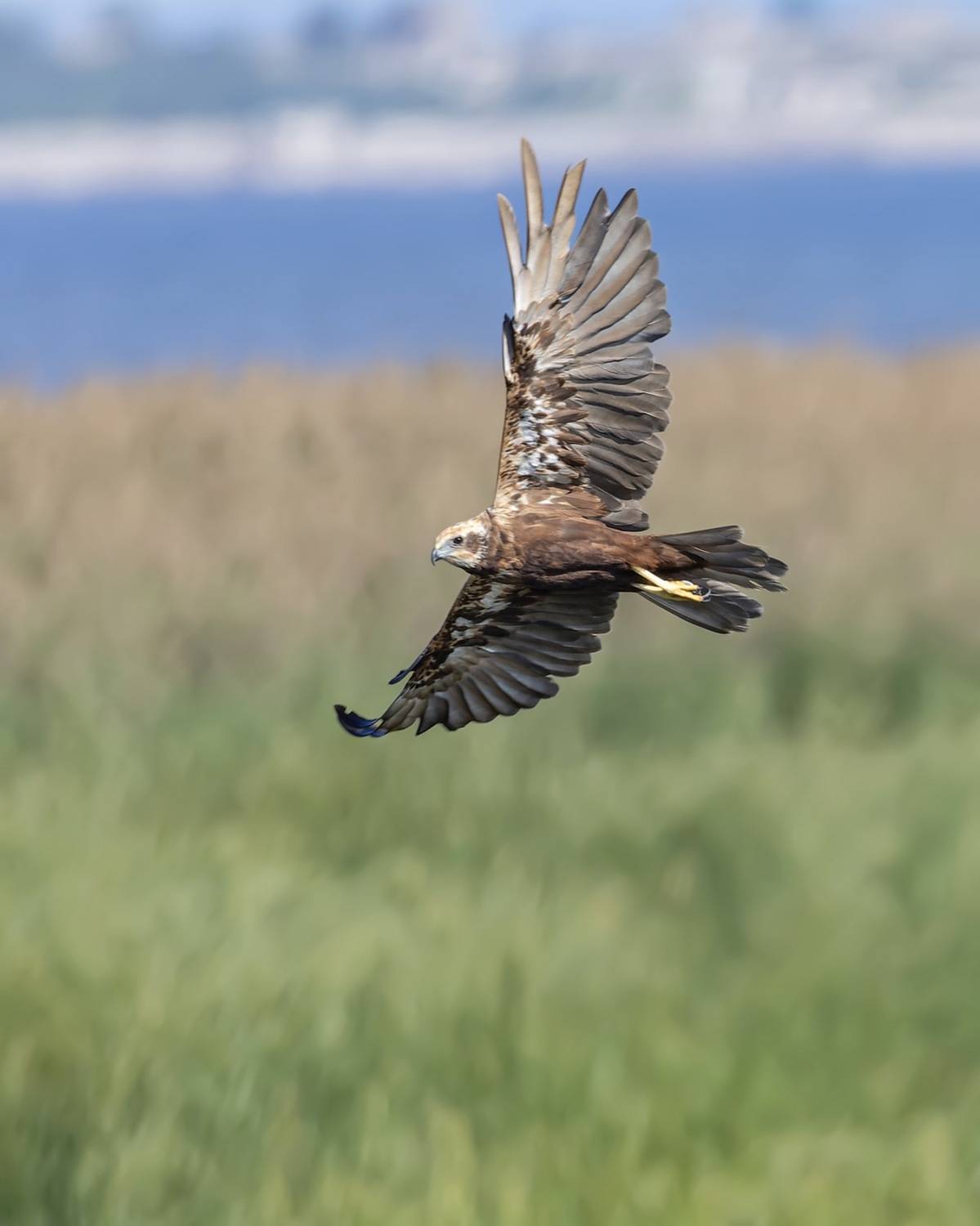 болотный лунь, лунь, птицы, Руслан Pl