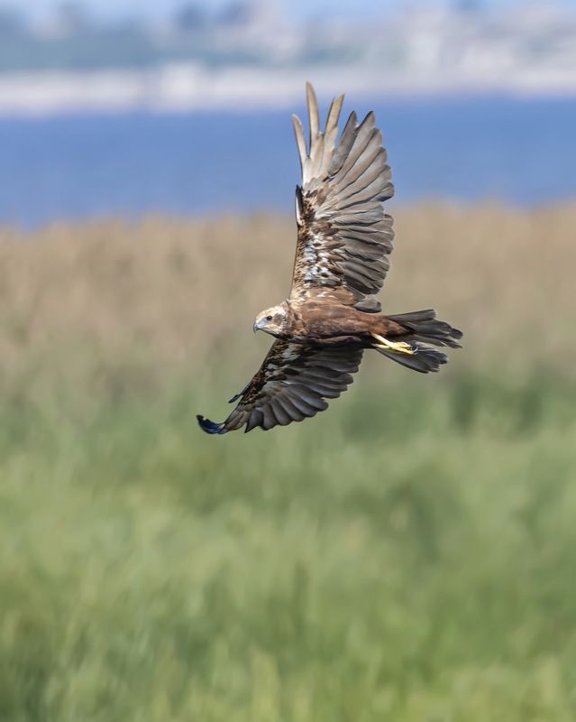 болотный лунь, лунь, птицы Болотный лунь фото превью