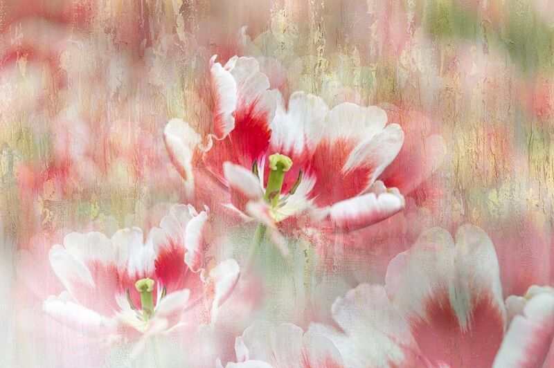 close-up Fantasy of July фото превью