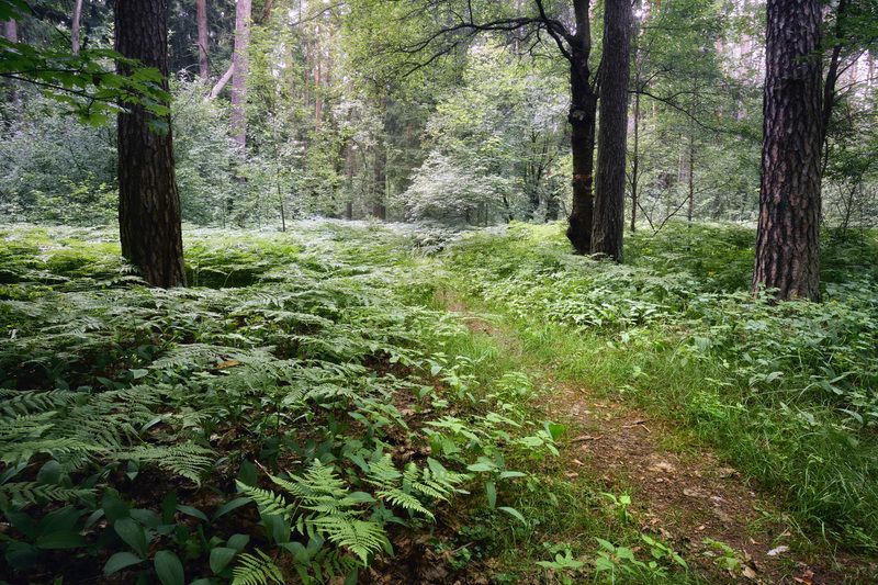 лес, деревья, листва, свет В летнем лесу фото превью