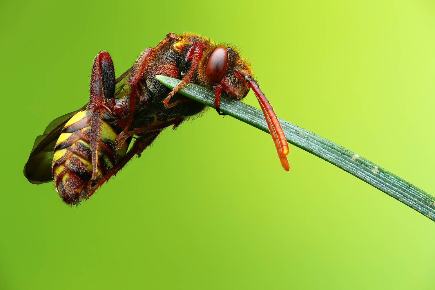 макро,природа,животное,растение,цвет,фото,зеленый,ветка,пчела, Шаповалов Андрей