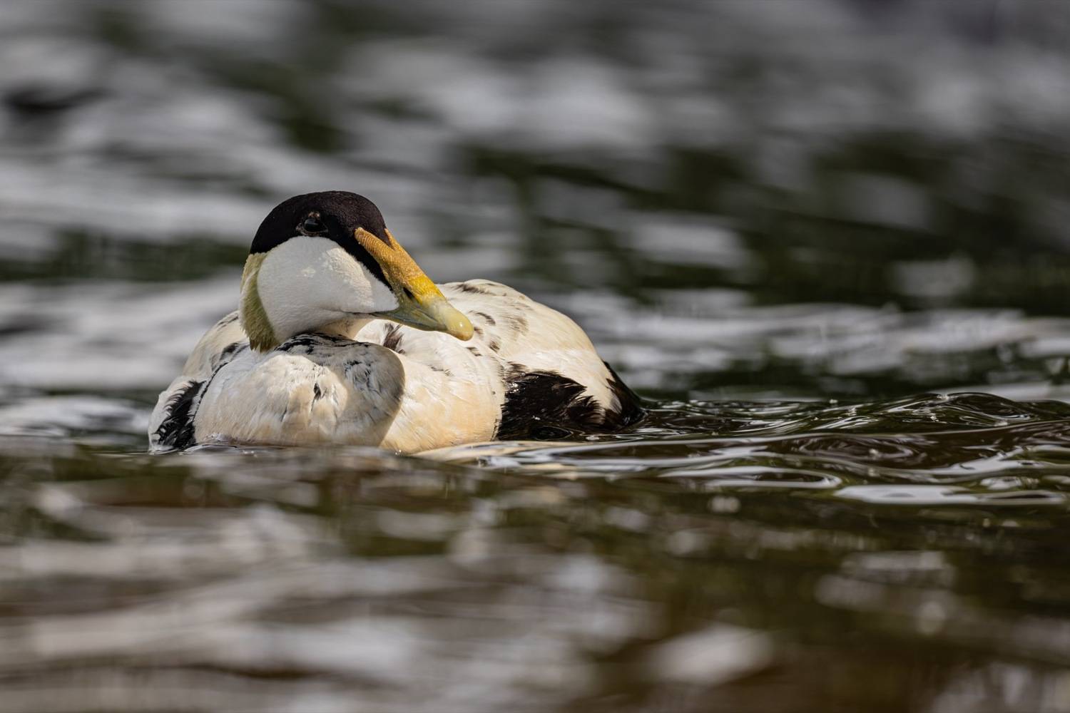 гага, утка, птицы, нева, Руслан Pl