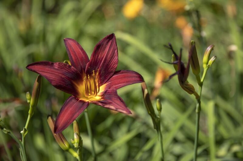 **** ***** фото превью