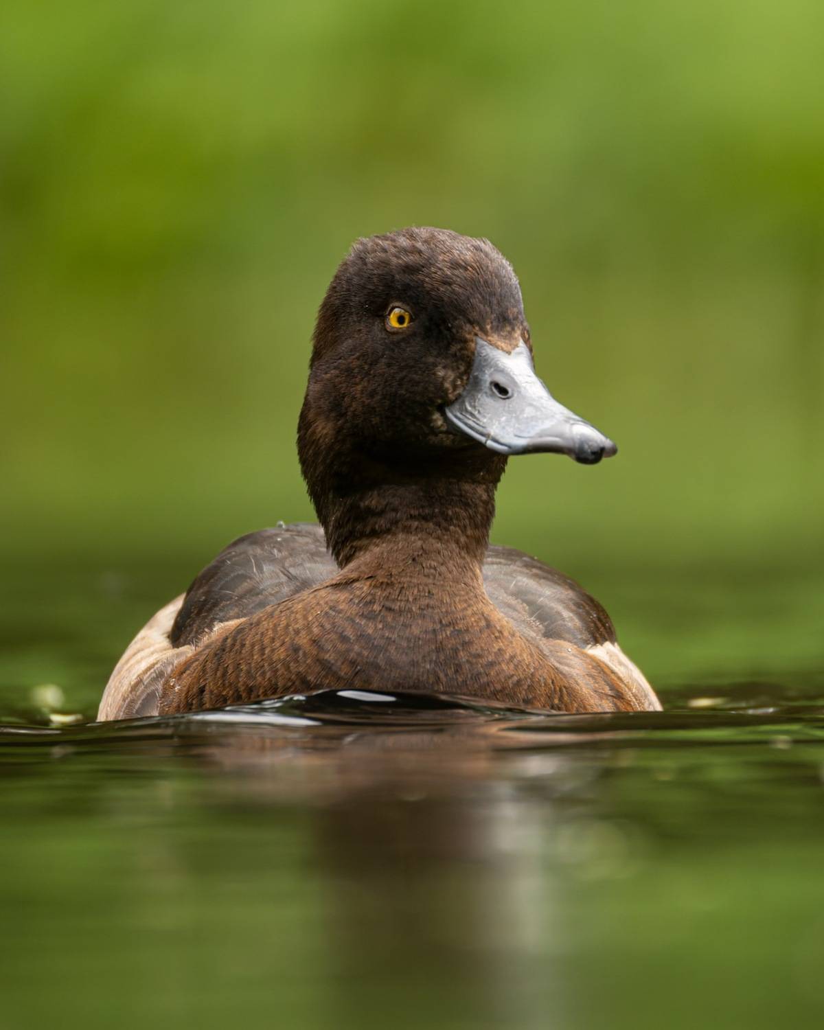 хохлатая чернеть, нырок, чернеть, утка, птицы, Руслан Pl