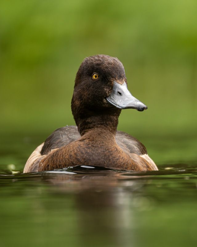 хохлатая чернеть, нырок, чернеть, утка, птицы Хохлатая чернеть фото превью