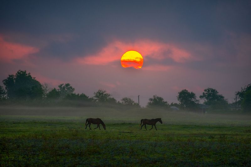 #sunrise, #horses, #landscape Morning Frame фото превью