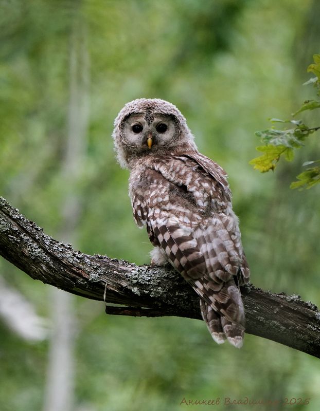 Совенок фото превью