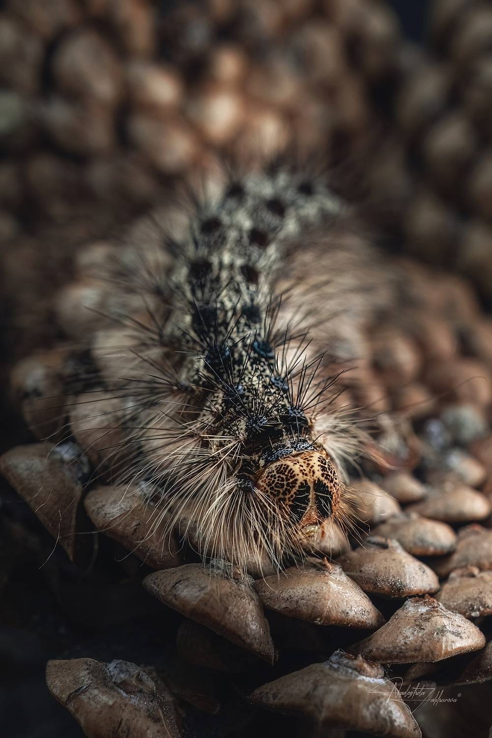 шелкопряд, насекомые, гусеницы, макро, макрофотография, арт-фото, артфото, лето, лето2025, Захарова Надежда