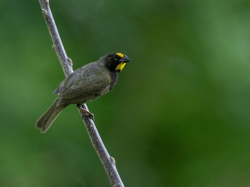 Yellow-faced Grassquit фото превью