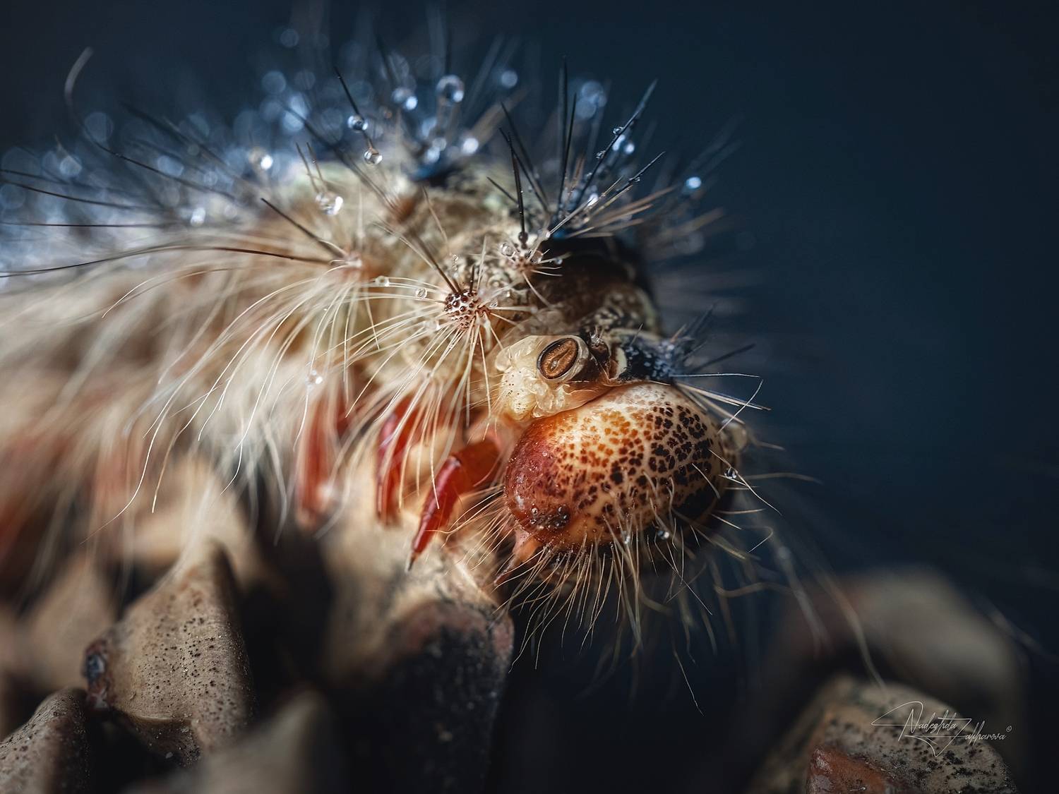 шелкопряд, насекомые, гусеницы, макро, макрофотография, арт-фото, артфото, лето, лето2025, Захарова Надежда