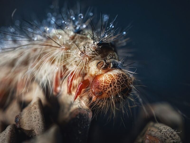 шелкопряд, насекомые, гусеницы, макро, макрофотография, арт-фото, артфото, лето, лето2025 Шелкопряд фото превью