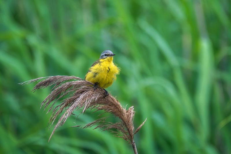 пермский край, птицы, трясогузка, желтая трясогузка ,фотоохота Желтая трясогузка фото превью