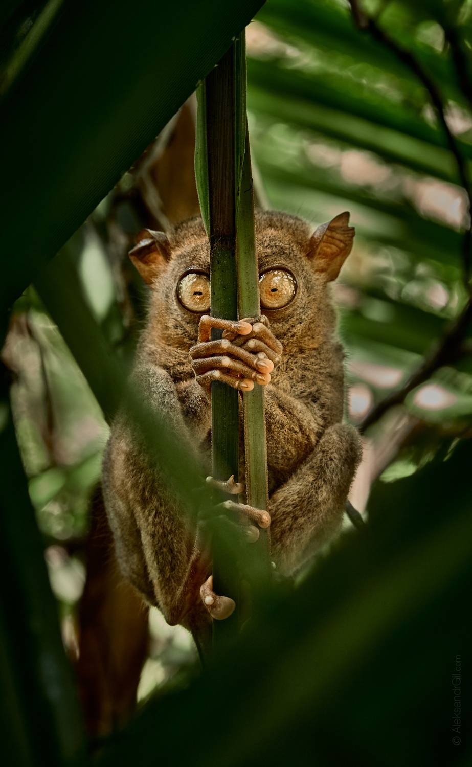 , Гиль Александр