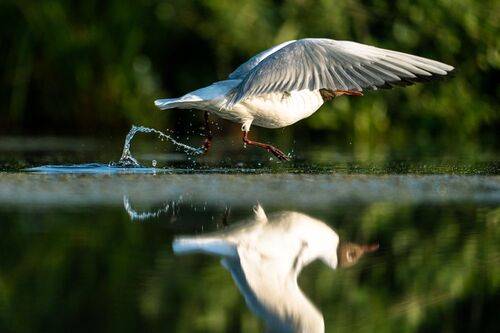 Наперегонки с отражением