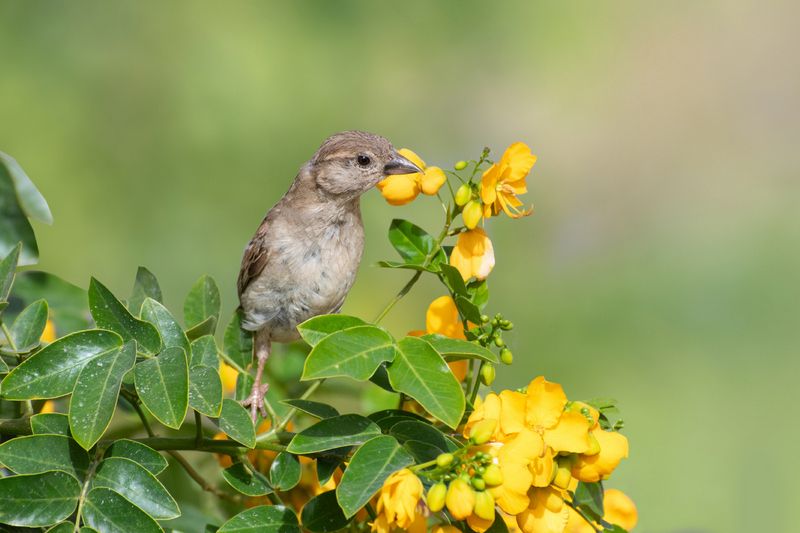 *** фото превью