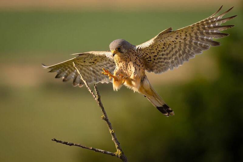 Poštolka фото превью