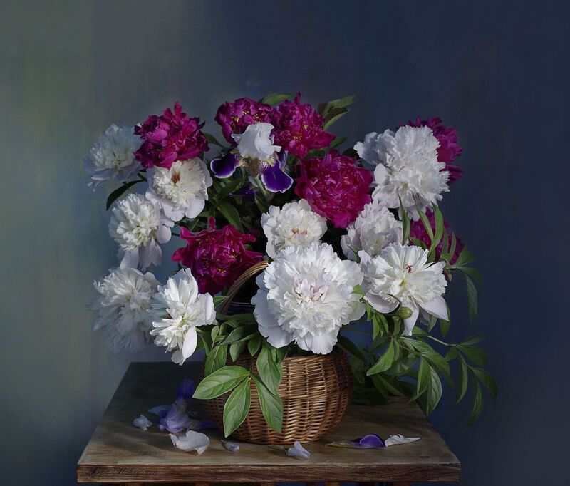 Пионы фото превью