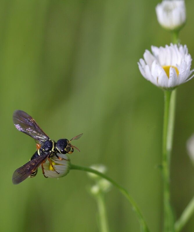 пилильщик перепончатокрылое Маленький пилильщик фото превью