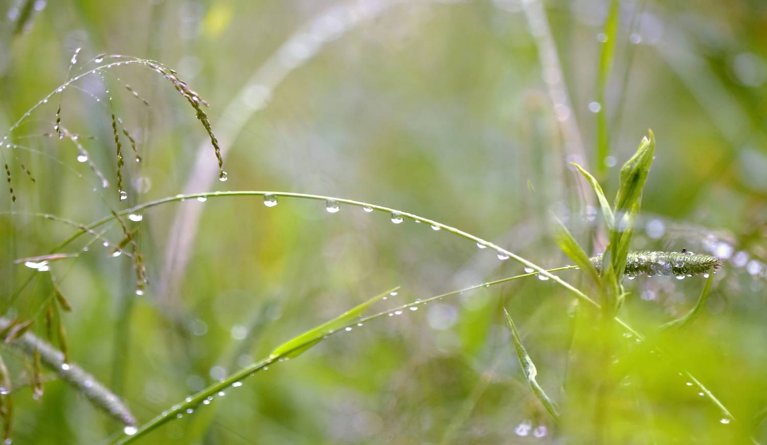 , Сергей Клапишевский