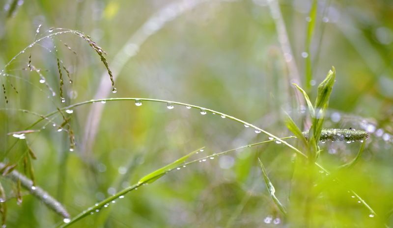 Утро....луг.....роса.... фото превью