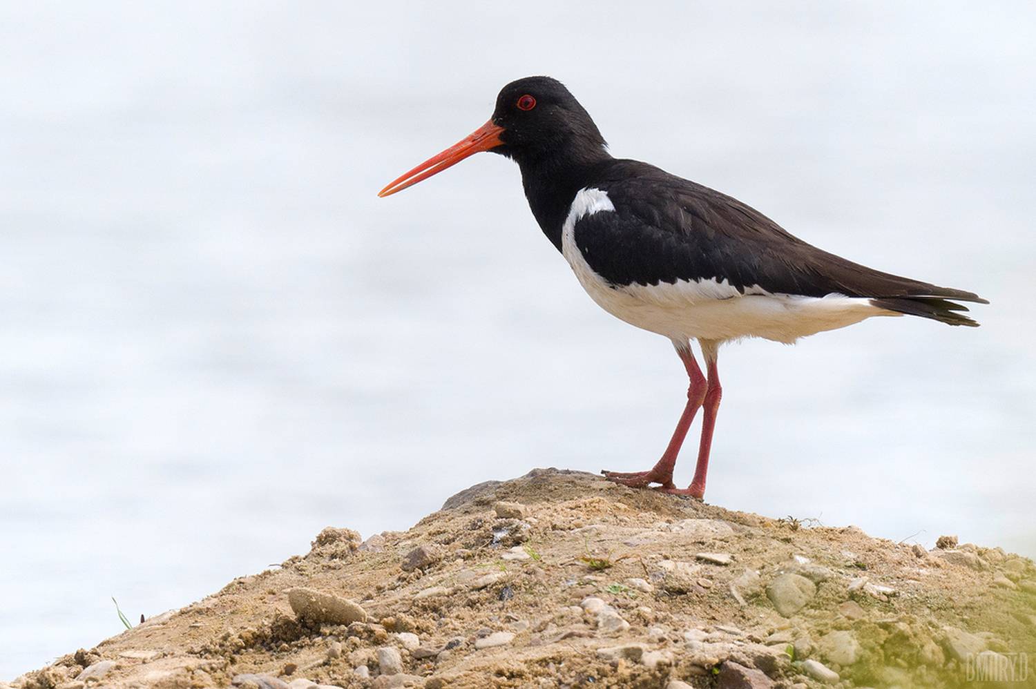 , Дмитрий Доронин