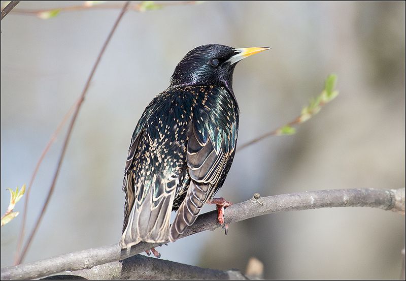 москва, парк, скворец * фото превью