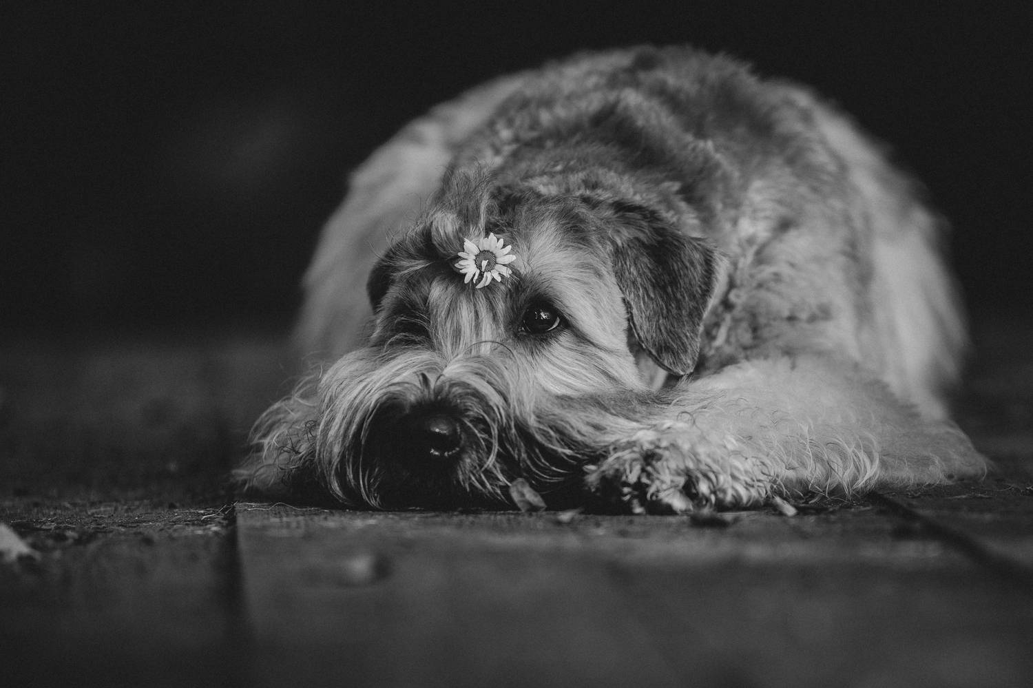 , Мороз Ирина