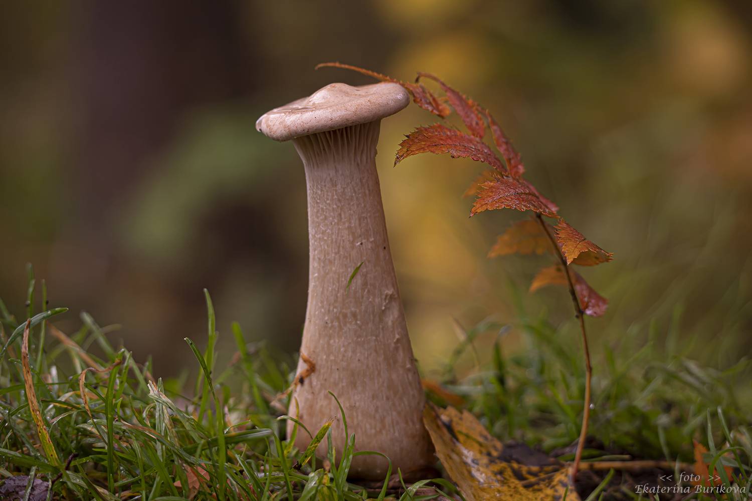 , Бурикова Екатерина