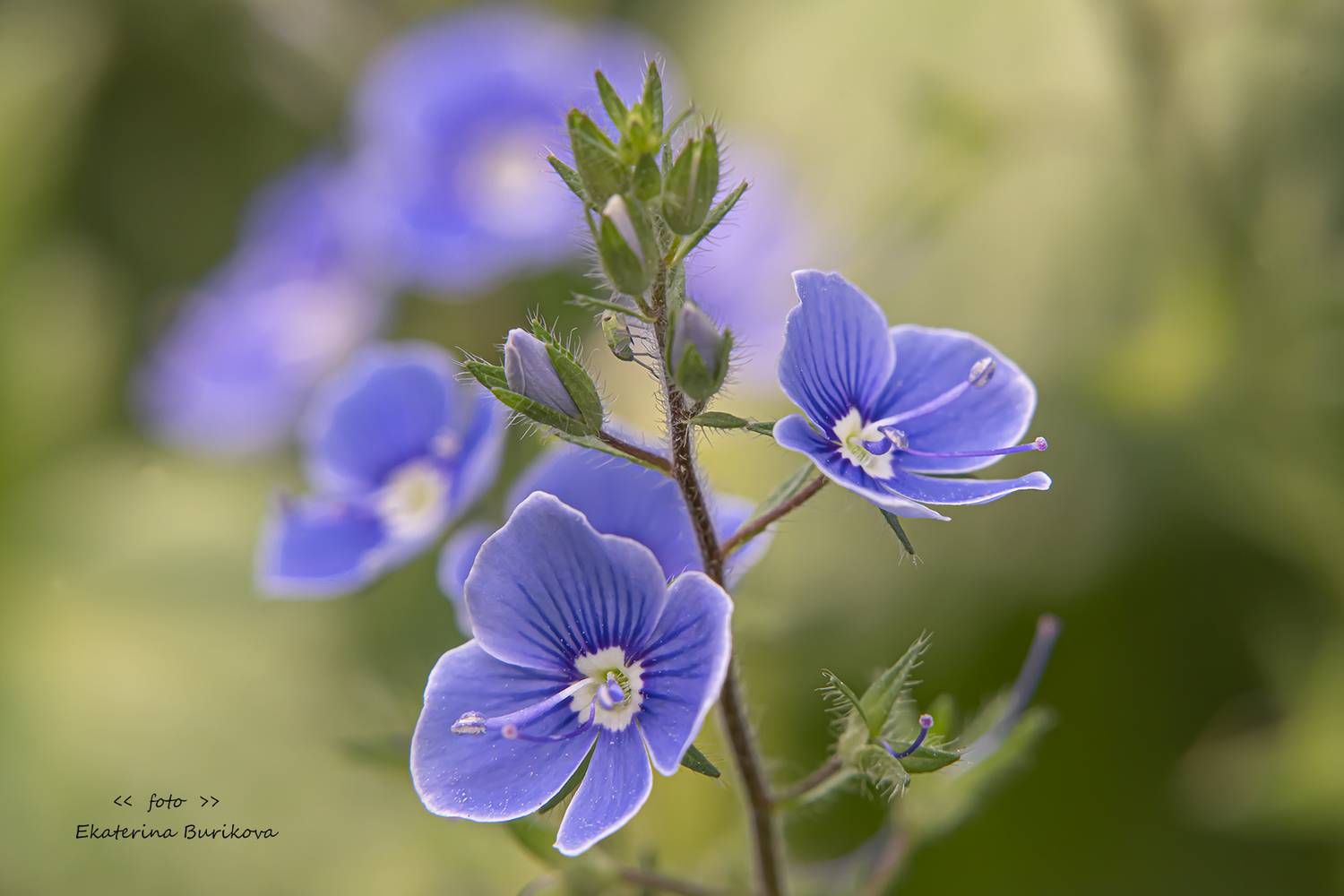 , Бурикова Екатерина