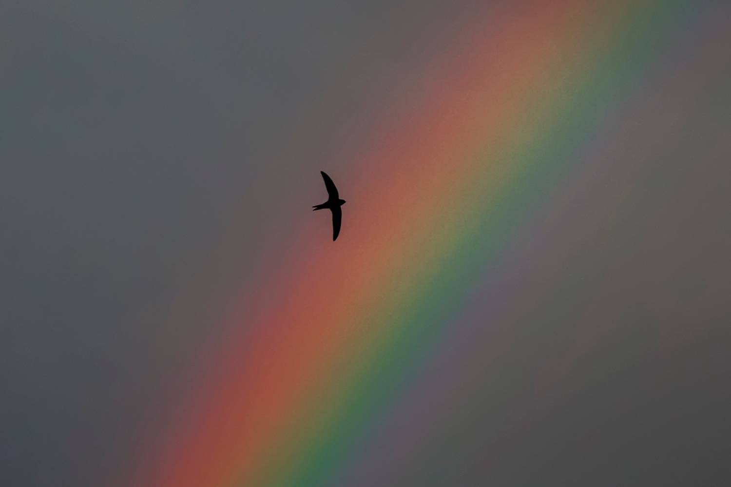 птицы,радуга.небо,пейзаж, Natalia Bolotenkova