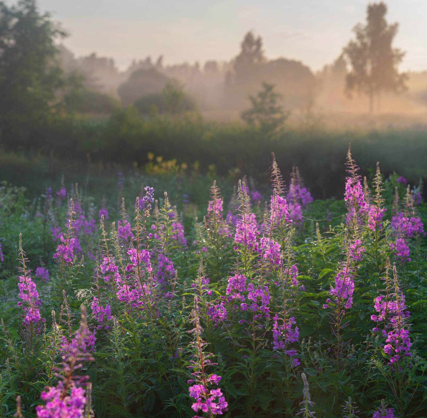 цветы, лето , утро , лес, Свистков Александр