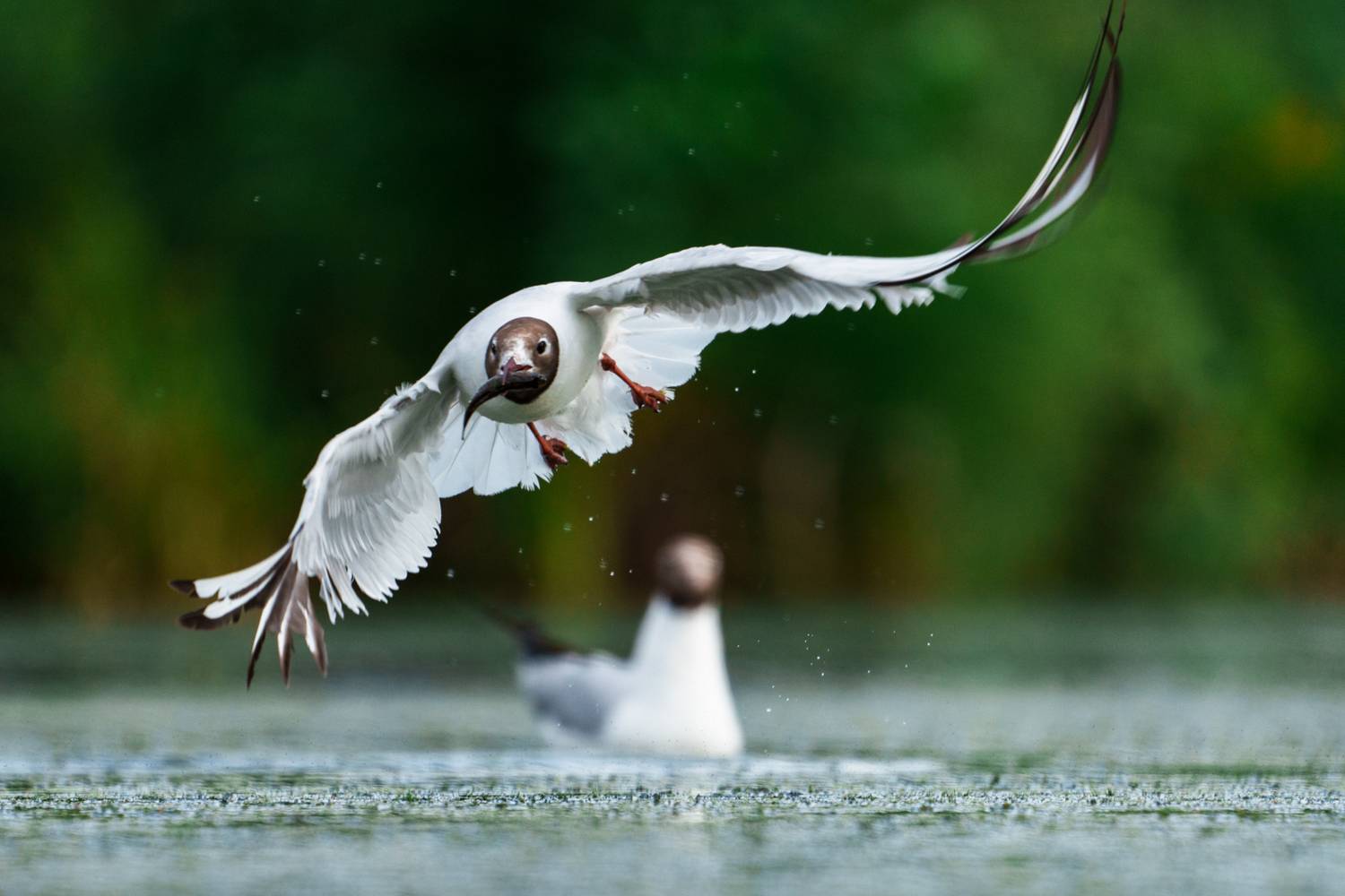 чайка, Велин Александр