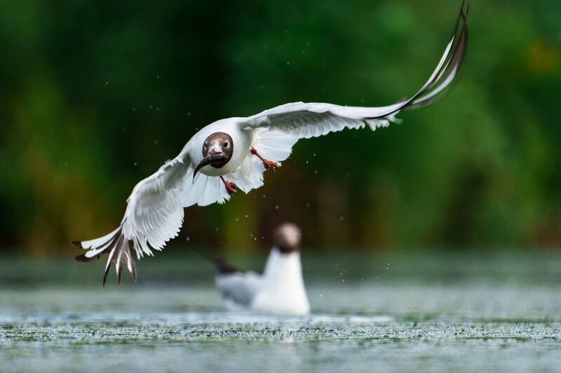 чайка удачная охота фото превью