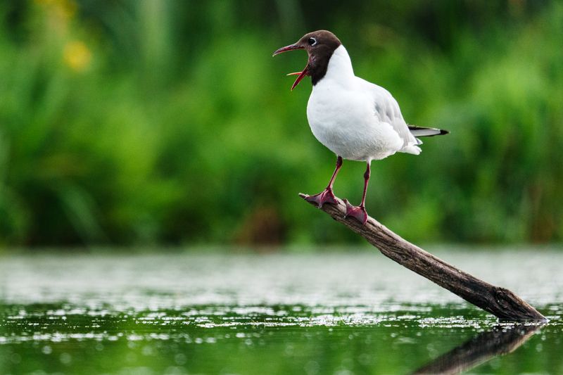 Голосистая чайка фото превью