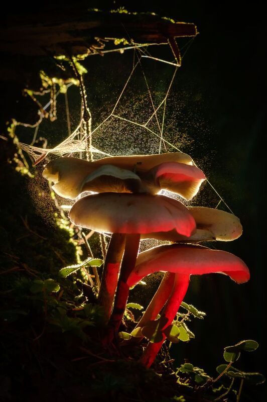 Секреты глуши фото превью