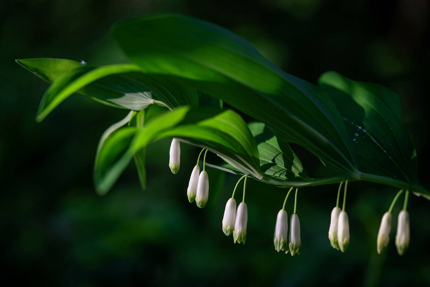 купена, природа, растение, Людмила Завьялова