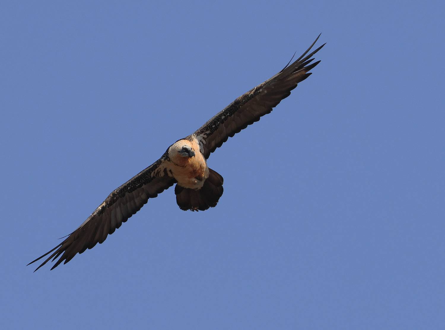 арёл бородач,хищные птицы,, Magov Marat