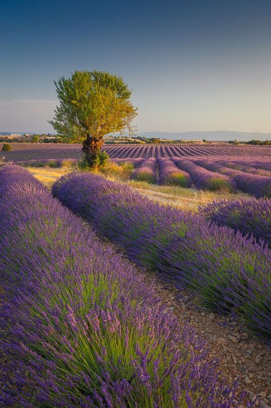 Provence фото превью