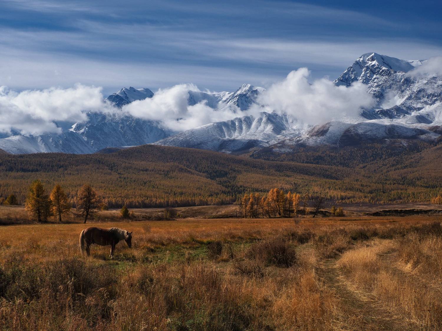 алтай,  горный алтай, курай, Галина Хвостенко