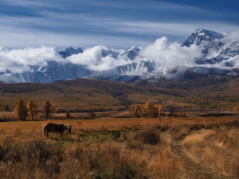 алтай,  горный алтай, курай Алтай фото превью