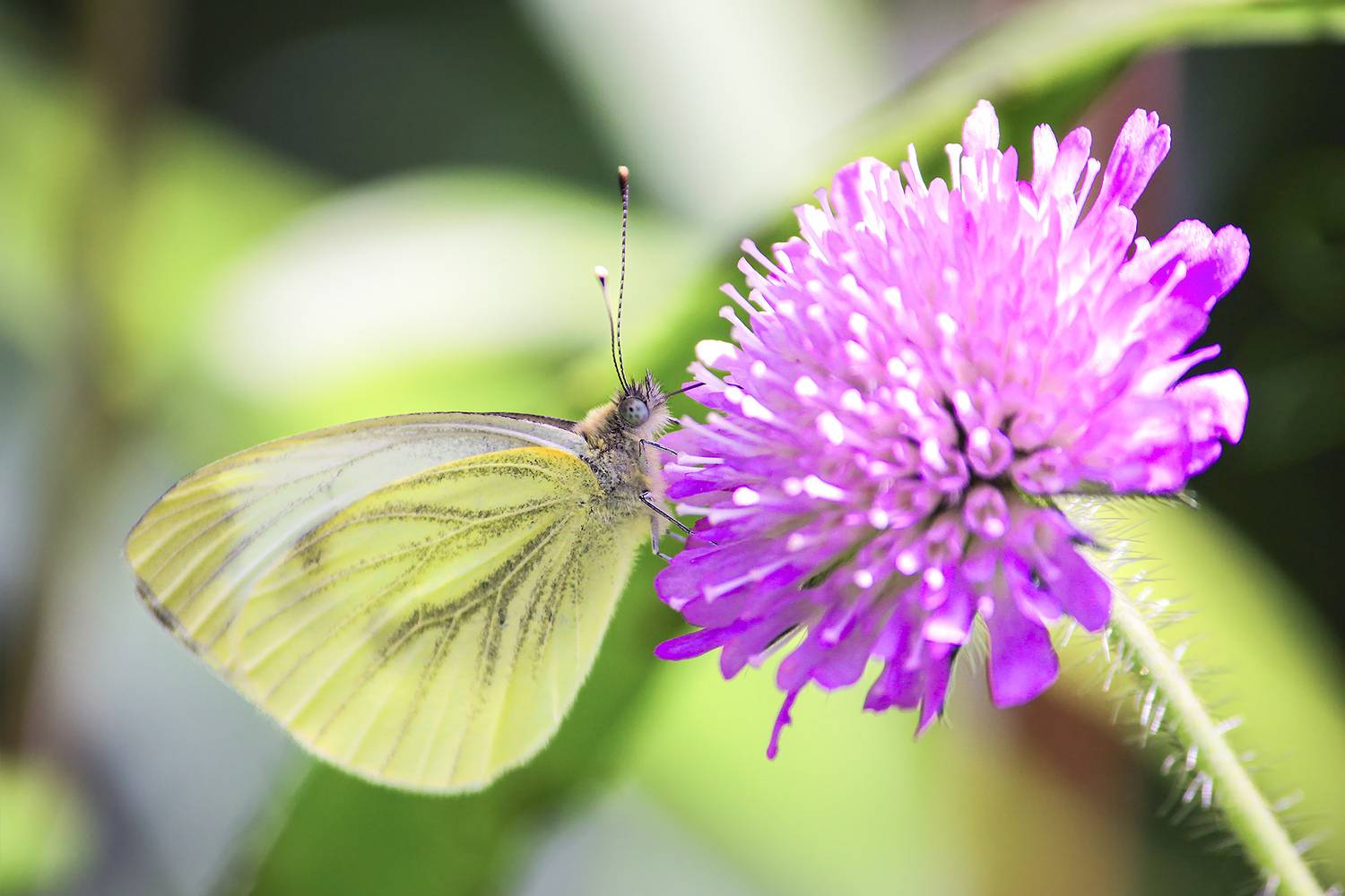 бабочка, капустница, белянка капустная, pieris brassicae, КарОл