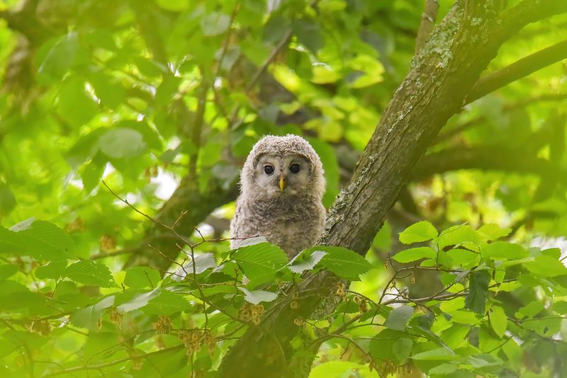 сова неясыть Малыш фото превью
