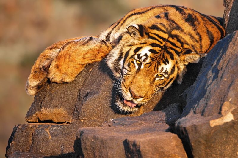 Тигриные истории - 3 фото превью