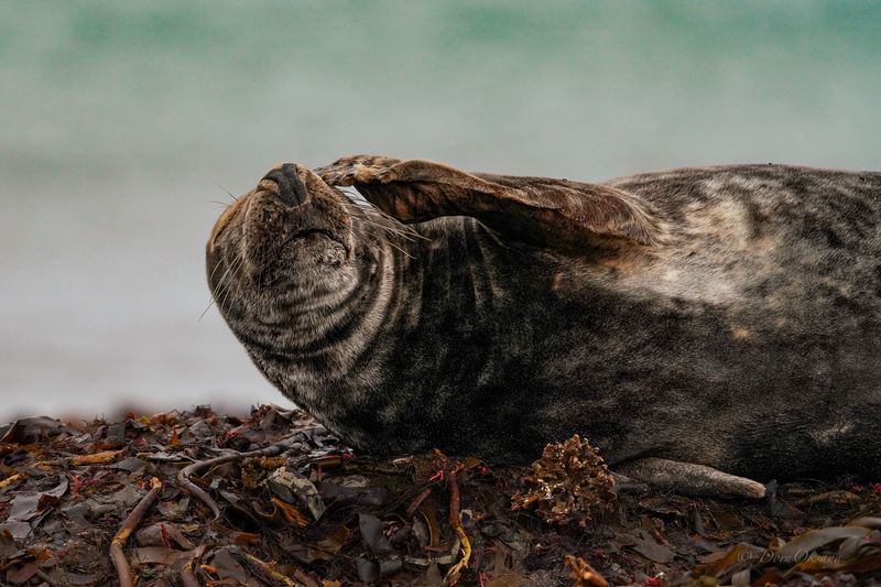 серый, тюлень, , seal Опять этот понедельник... фото превью