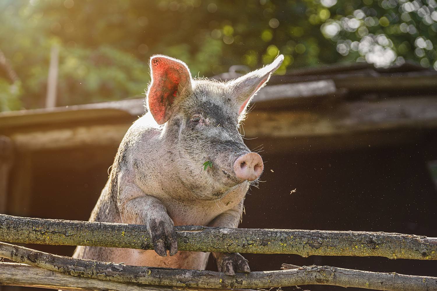 , Корнеев Алексей