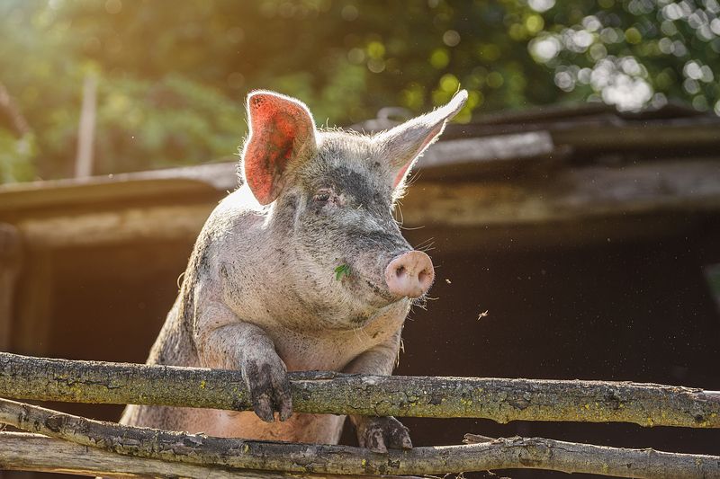 Свинья фото превью