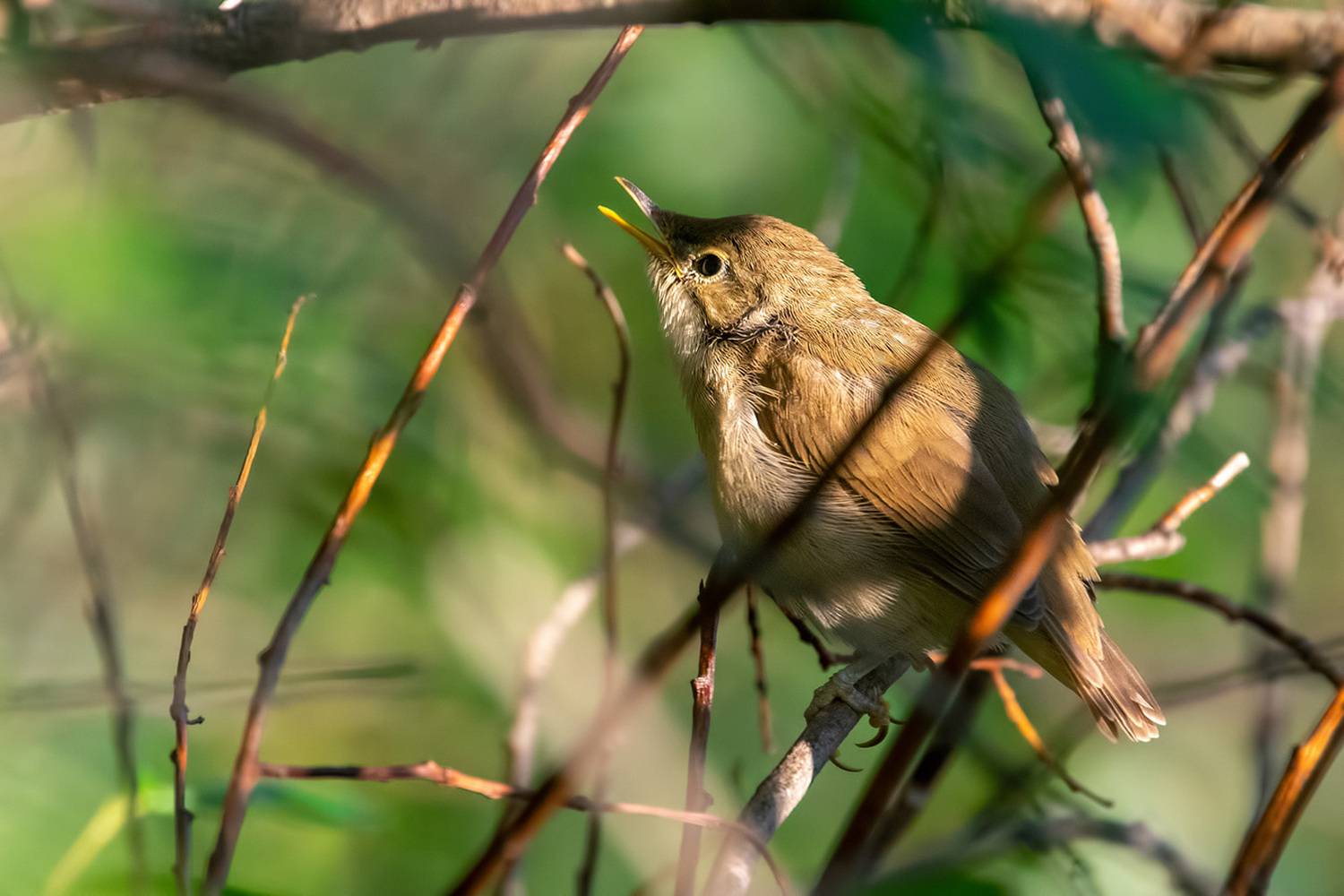 , Владимир Письмак